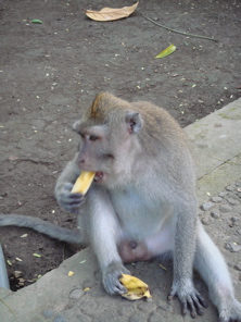 A monkey enjoying a banana